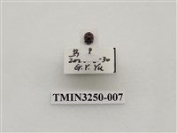 藏品(圓斑食植瓢蟲)的圖片